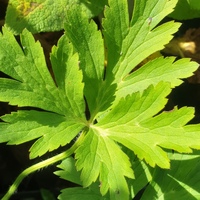 Anemone multifida 'Rubra'